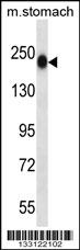 TNN Antibody (Center) (Cat. #AP13618c) western blot analysis in mouse stomach tissue lysates (35ug/lane).This demonstrates the TNN antibody detected the TNN protein (arrow).