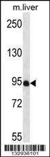 PDZD4 Antibody (N-term) (Cat. #AP13603a) western blot analysis in mouse liver tissue lysates (35ug/lane).This demonstrates the PDZD4 antibody detected the PDZD4 protein (arrow).