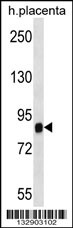 SIDT2 Antibody (Center) (Cat. #AP13596c) western blot analysis in human placenta tissue lysates (35ug/lane).This demonstrates the SIDT2 antibody detected the SIDT2 protein (arrow).