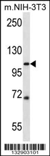 SIDT2 Antibody (Center) (Cat. #AP13596c) western blot analysis in mouse NIH-3T3 cell line lysates (35ug/lane).This demonstrates the SIDT2 antibody detected the SIDT2 protein (arrow).