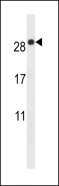 EMP2 Antibody (C-term) (Cat. #AP13581b) western blot analysis in mouse lung tissue lysates (35ug/lane).This demonstrates the EMP2 antibody detected the EMP2 protein (arrow).