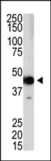 Western analysis of extracts from 293 cells using PRDM12 antibody.
