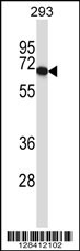 PDILT Antibody (Center) (Cat. #AP13555c) western blot analysis in 293 cell line lysates (35ug/lane).This demonstrates the PDILT antibody detected the PDILT protein (arrow).