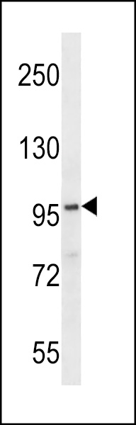FA83G Antibody (C-term) (Cat. #AP13879b) western blot analysis in NCI-H292 cell line lysates (35ug/lane).This demonstrates the FA83G antibody detected the FA83G protein (arrow).