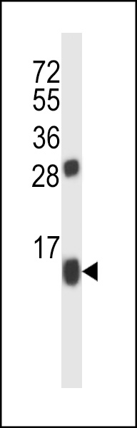 BRP44 Antibody (C-term) (Cat. #AP13877b) western blot analysis in K562 cell line lysates (35ug/lane).This demonstrates the BRP44 antibody detected the BRP44 protein (arrow).