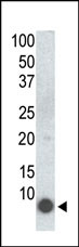Western blot analysis of anti-PLM Mab (Cat. #AM1120a) in 293 cells transfected with a plasmid encoding PLM.