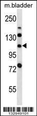 LRIG2 Antibody (C-term) (Cat. #AP13821b) western blot analysis in mouse bladder tissue lysates (35ug/lane).This demonstrates the LRIG2 antibody detected the LRIG2 protein (arrow).