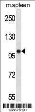 POLR3B Antibody (N-term) (Cat. #AP13819a) western blot analysis in mouse spleen tissue lysates (35ug/lane).This demonstrates the POLR3B antibody detected the POLR3B protein (arrow).
