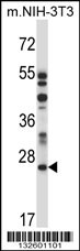 LAPTM4A Antibody (N-term) (Cat. #AP13816a) western blot analysis in mouse NIH-3T3 cell line lysates (35ug/lane).This demonstrates the LAPTM4A antibody detected the LAPTM4A protein (arrow).