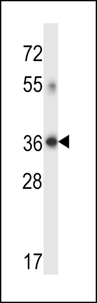 DHRS7C Antibody (Center) (Cat. #AP13788c) western blot analysis in human placenta tissue lysates (35ug/lane).This demonstrates the DHRS7C antibody detected the DHRS7C protein (arrow).