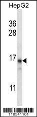 PCIA1 Antibody (Center) (Cat. #AP14094c) western blot analysis in HepG2 cell line lysates (35ug/lane).This demonstrates the PCIA1 antibody detected the PCIA1 protein (arrow).