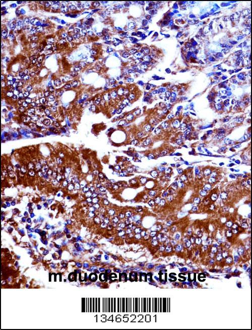 Mouse Npr1 Antibody (N-term) (AP14073a)immunohistochemistry analysis in formalin fixed and paraffin embedded mouse duodenum tissue followed by peroxidase conjugation of the secondary antibody and DAB staining.This data demonstrates the use of Mouse Npr1 Antibody (N-term) for immunohistochemistry. Clinical relevance has not been evaluated.