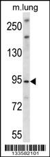 UNC45B Antibody (N-term) (Cat. #AP13982a) western blot analysis in mouse lung tissue lysates (35ug/lane).This demonstrates the UNC45B antibody detected the UNC45B protein (arrow).