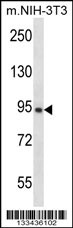 GRAMD1A Antibody (Center) (Cat. #AP13980c) western blot analysis in mouse NIH-3T3 cell line lysates (35ug/lane).This demonstrates the GRAMD1A antibody detected the GRAMD1A protein (arrow).