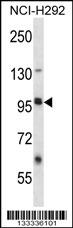 LRRC8B Antibody (N-term ) (Cat. #AP13978a) western blot analysis in NCI-H292 cell line lysates (35ug/lane).This demonstrates the LRRC8B antibody detected the LRRC8B protein (arrow).