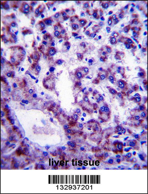PLSCR4 Antibody (Center) (Cat. #AP13974c)immunohistochemistry analysis in formalin fixed and paraffin embedded human liver tissue followed by peroxidase conjugation of the secondary antibody and DAB staining.This data demonstrates the use of PLSCR4 Antibody (Center) for immunohistochemistry. Clinical relevance has not been evaluated.