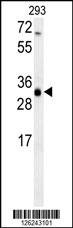 ERG25 Antibody (C-term) (Cat. #AP13954b) western blot analysis in 293 cell line lysates (35ug/lane).This demonstrates the ERG25 antibody detected the ERG25 protein (arrow).