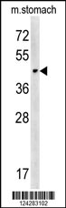 CHST14 Antibody (Center) (Cat. #AP13951c) western blot analysis in mouse stomach tissue lysates (15ug/lane).This demonstrates the CHST14 antibody detected CHST14 protein (arrow).