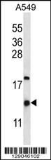 HIGD2A Antibody (N-term) (Cat. #AP14331a) western blot analysis in A549 cell line lysates (35ug/lane).This demonstrates the HIGD2A antibody detected the HIGD2A protein (arrow).