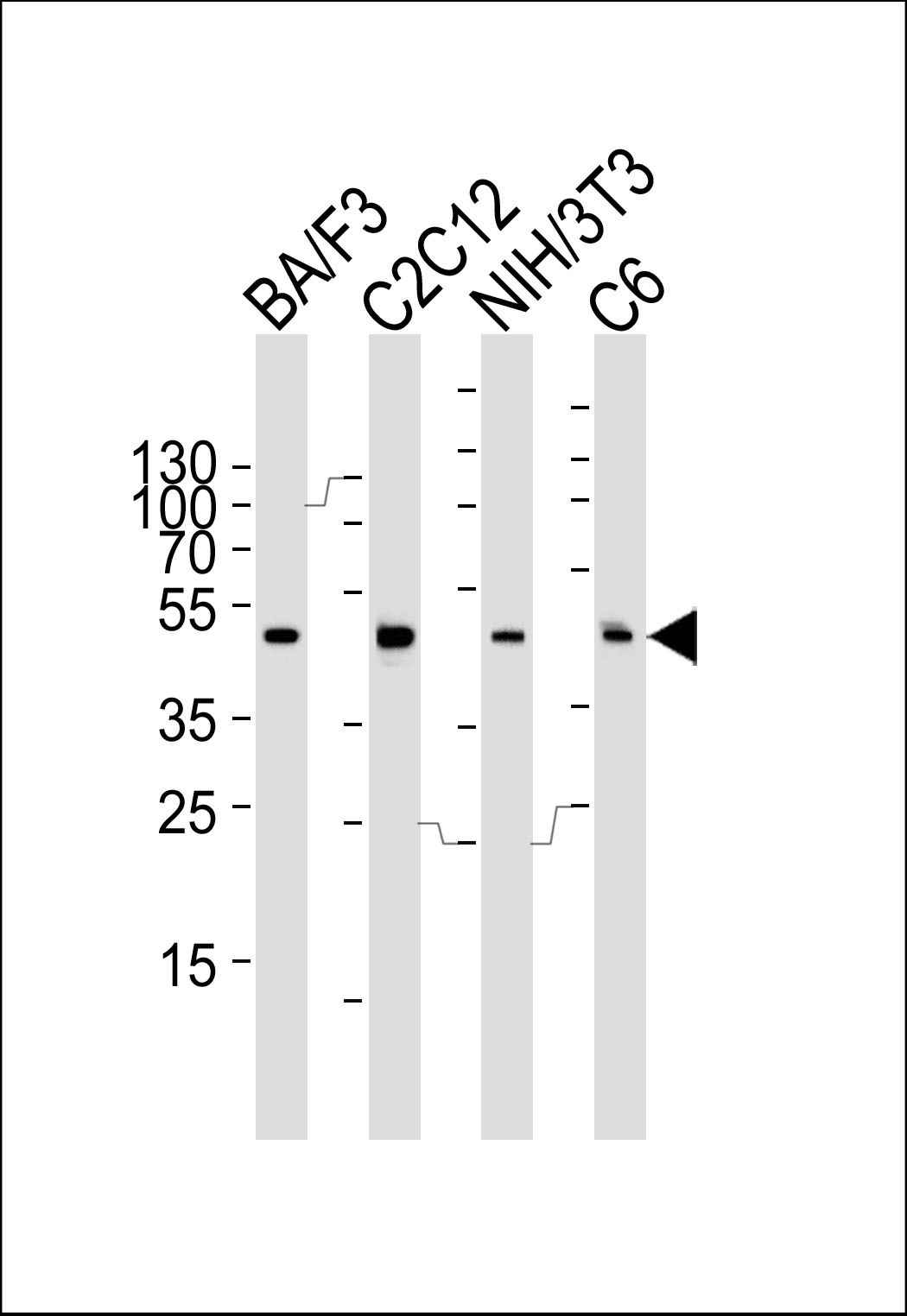 Western blot analysis of lysates from mouse BA/F3, C2C12, NIH/3T3 and rat C6 cell line (from left to right), using Mouse Mapk3 Antibody (C-term)(Cat. #AP14266b). AP14266b was diluted at 1:1000 at each lane. A goat anti-rabbit IgG H&L(HRP) at 1:5000 dilution was used as the secondary antibody. Lysates at 35ug per lane.
