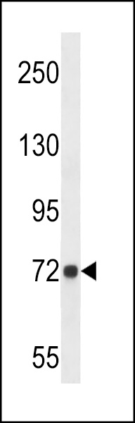 D19L4 Antibody (N-term) (Cat. #AP14213a) western blot analysis in A549 cell line lysates (35ug/lane).This demonstrates the D19L4 antibody detected the D19L4 protein (arrow).