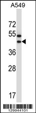OR56A1 Antibody (C-term) (Cat. #AP14183b) western blot analysis in A549 cell line lysates (35ug/lane).This demonstrates the OR56A1 antibody detected the OR56A1 protein (arrow).