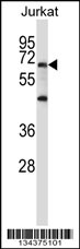 PRDM6 Antibody (N-term) (Cat. #AP14412a) western blot analysis in Jurkat cell line lysates (35ug/lane).This demonstrates the PRDM6 antibody detected the PRDM6 protein (arrow).