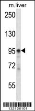 PLCD3 Antibody (N-term) (Cat. #AP14654a) western blot analysis in mouse liver tissue lysates (35ug/lane).This demonstrates the PLCD3 antibody detected the PLCD3 protein (arrow).