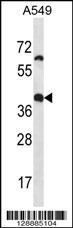 OR14J1 Antibody (C-term) (Cat. #AP14648b) western blot analysis in A549 cell line lysates (35ug/lane).This demonstrates the OR14J1 antibody detected the OR14J1 protein (arrow).