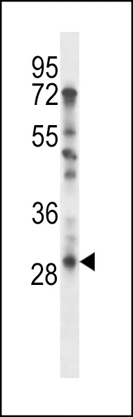 TAF9 Antibody (N-term) (Cat. #AP14594a) western blot analysis in U251 cell line lysates (35ug/lane).This demonstrates the TAF9 antibody detected the TAF9 protein (arrow).
