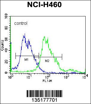BEND4 Antibody (N-term) (Cat. #AP14883a) flow cytometric analysis of NCI-H460 cells (right histogram) compared to a negative control cell (left histogram).FITC-conjugated donkey-anti-rabbit secondary antibodies were used for the analysis.