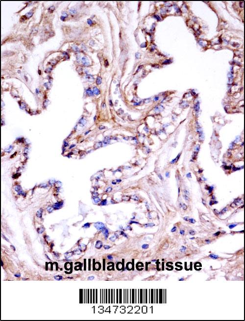 Mouse Akt1 Antibody (N-term) (AP14703a)immunohistochemistry analysis in formalin fixed and paraffin embedded mouse gallbladder tissue followed by peroxidase conjugation of the secondary antibody and DAB staining.This data demonstrates the use of Mouse Akt1 Antibody (N-term) for immunohistochemistry. Clinical relevance has not been evaluated.