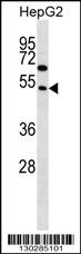 FAM83A Antibody (D283) (Cat. #AP16012c) western blot analysis in HepG2 cell line lysates (35ug/lane).This demonstrates the FAM83A antibody detected the FAM83A protein (arrow).