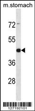 ARRDC1 Antibody (Center) (Cat. #AP16008c) western blot analysis in mouse stomach tissue lysates (35ug/lane).This demonstrates the ARRDC1 antibody detected the ARRDC1 protein (arrow).