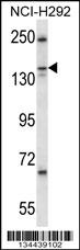 KIF16b Antibody (Cat. #AP15010a) western blot analysis in NCI-H292 cell line lysates (35ug/lane).This demonstrates the KIF16b antibody detected the KIF16b protein (arrow).