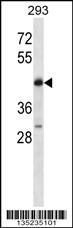 POU4F2 Antibody (C-term) (Cat. #AP14993b) western blot analysis in 293 cell line lysates (35ug/lane).This demonstrates the POU4F2 antibody detected the POU4F2 protein (arrow).