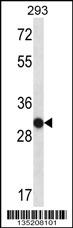 OR4K14 Antibody (N-term) (Cat. #AP14989a) western blot analysis in 293 cell line lysates (35ug/lane).This demonstrates the OR4K14 antibody detected the OR4K14 protein (arrow).