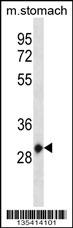 Mouse Hoxc12 Antibody (Center) (Cat. #AP14926c) western blot analysis in mouse stomach tissue lysates (35ug/lane).This demonstrates the Hoxc12 antibody detected the Hoxc12 protein (arrow).