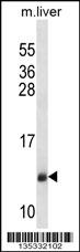 SEC61B Antibody (Center) (Cat. #AP14910c) western blot analysis in mouse liver tissue lysates (35ug/lane).This demonstrates the SEC61B antibody detected the SEC61B protein (arrow).