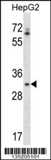 OR4Q3 Antibody (C-term) (Cat. #AP14890b) western blot analysis in HepG2 cell line lysates (35ug/lane).This demonstrates the OR4Q3 antibody detected the OR4Q3 protein (arrow).