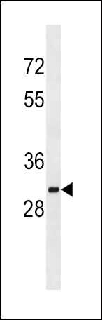 SULT1A2 Antibody (C-term) (Cat. #AP16271b) western blot analysis in K562 cell line lysates (35ug/lane).This demonstrates the SULT1A2 antibody detected the SULT1A2 protein (arrow).