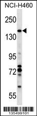 VCIP1 Antibody (N-term) (Cat. #AP16265a) western blot analysis in NCI-H460 cell line lysates (35ug/lane).This demonstrates the VCIP1 antibody detected the VCIP1 protein (arrow).