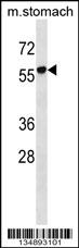 RUNDC1 Antibody (C-term) (Cat. #AP16243b) western blot analysis in mouse stomach tissue lysates (35ug/lane).This demonstrates the RUNDC1 antibody detected the RUNDC1 protein (arrow).
