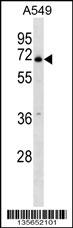 PLBD2 Antibody (Center) (Cat. #AP16210c) western blot analysis in A549 cell line lysates (35ug/lane).This demonstrates the PLBD2 antibody detected the PLBD2 protein (arrow).