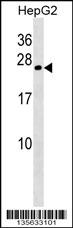 CRYGB Antibody (Center) (Cat. #AP16201c) western blot analysis in HepG2 cell line lysates (35ug/lane).This demonstrates the CRYGB antibody detected the CRYGB protein (arrow).