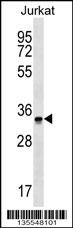 OR2G6 Antibody (N-term) (Cat. #AP16181a) western blot analysis in Jurkat cell line lysates (35ug/lane).This demonstrates the OR2G6 antibody detected the OR2G6 protein (arrow).