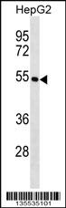KRT26 Antibody (N-term) (Cat. #AP16178a) western blot analysis in HepG2 cell line lysates (35ug/lane).This demonstrates the KRT26 antibody detected the KRT26 protein (arrow).