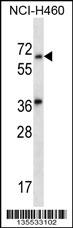LINGO3 Antibody (C-term) (Cat. #AP16177b) western blot analysis in NCI-H460 cell line lysates (35ug/lane).This demonstrates the LINGO3 antibody detected the LINGO3 protein (arrow).