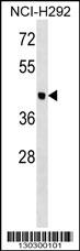 OTOL1 Antibody (N-term) (Cat. #AP16094a) western blot analysis in NCI-H292 cell line lysates (35ug/lane).This demonstrates the OTOL1 antibody detected the OTOL1 protein (arrow).
