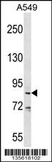 DDX53 Antibody (C-term) (Cat. #AP16481b) western blot analysis in A549 cell line lysates (35ug/lane).This demonstrates the DDX53 antibody detected the DDX53 protein (arrow).